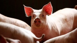Россия запретила ввоз свинины из Белоруссии