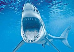 Туроператоры заплатят за акул