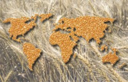 Нужно ли нам наращивать экспорт зерна?