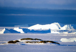 Российские полярники очистили Антарктиду от мусора