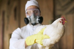 Россиян предупредили об угрозе птичьего гриппа 
