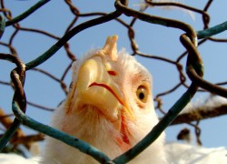ЕС запретил импорт мяса птицы с Украины