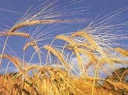 Египет забраковал российскую пшеницу