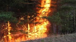В Забайкалье горят леса