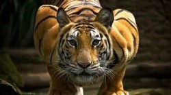 Кудрин сравнил правительство РФ с «выжидающим тигром»