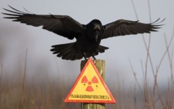 «КиберБеркут»: ВСУ планируют отравить Донбасс радиоактивными отходами