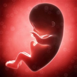 В Нидерландах эмбрионы человека будут выращивать для опытов