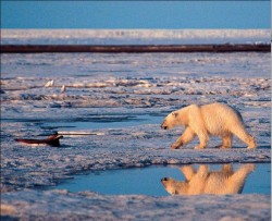 Китай «пробурит» Арктику