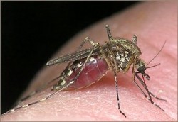Волгоградскую область терроризируют заразные комары