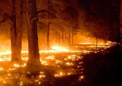 В Сибири и на Дальнем Востоке горят леса