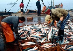 Сбербанк и Сахалинская область создадут Рыбную биржу