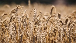 США проиграли России «пшеничную войну»