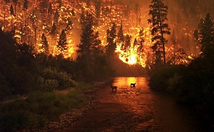 Площадь лесных пожаров в Сибири выросла до 1,6 млн га