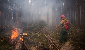 В Сибири выросла площадь лесных пожаров