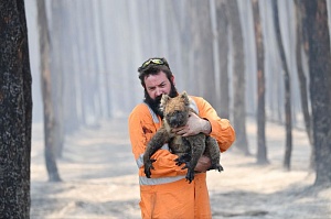 Австралия выделит средства на восстановление природы после пожаров