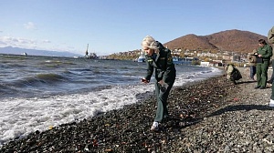 Причиной массовой гибели морских животных на Камчатке назвали водоросли