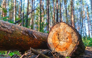 Сибирскому лесу предрекли полное исчезновение