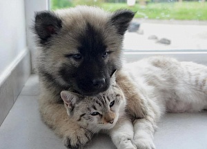 Законопроект об обязательной регистрации кошек и собак внесен в Госдуму