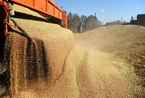 Bloomberg сообщил о дефиците российской пшеницы в мире