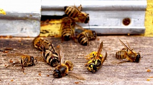 Почему гибнут пчелы