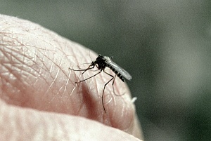 Во Флориде выпустят 750 миллионов ГМО-комаров