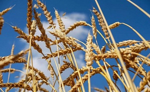 Генсек ООН призвал не ограничивать импорт продуктов и удобрений из РФ