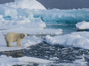 Программу «Дальневосточный гектар» расширят на Арктику