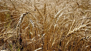 Йеменские хуситы заявили о готовности покупать пшеницу из России в рублях