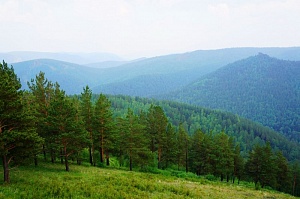 В Красноярском крае активно взялись за восстановление леса