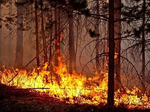 Более 100 природных пожаров тушат в нескольких российских регионах