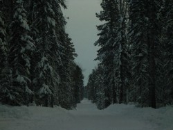 Президент открыл дорогу через Химкинский лес