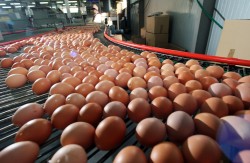 В Европе с полок магазинов изъяли миллионы ядовитых яиц В Европе с полок магазинов изъяли миллионы ядовитых яиц