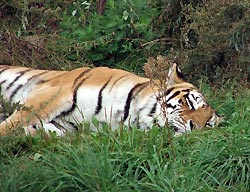 Амурский тигр погиб в ДТП