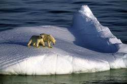 В Норвегии проходит заседание Арктического совета