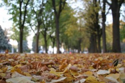 Бабье лето уходит из Москвы Бабье лето уходит из Москвы