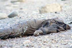 В Каспийском море найден труп В Каспийском море найден труп