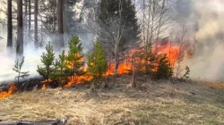 На Ямале горят леса на площади более 80 га