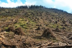 ЕС нужен украинский лес ЕС нужен украинский лес