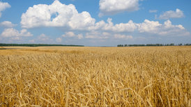 США увидели угрозу в российском урожае пшеницы