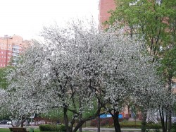 Москва цветет Москва цветет