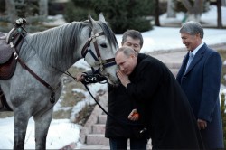 Атамбаев подарил Путину породистого скакуна Атамбаев подарил Путину породистого скакуна