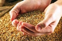 Ливия закупила российскую пшеницу Ливия закупила российскую пшеницу