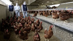 Роспотребнадзор предупредил о волне птичьего гриппа по всему миру Роспотребнадзор предупредил о волне птичьего гриппа по всему миру