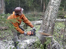 Лес – не наше богатство? Лес – не наше богатство?