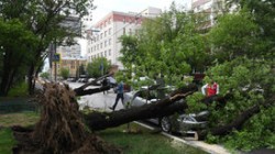 Из-за урагана в Москве пострадали 168 человек Из-за урагана в Москве пострадали 168 человек