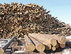 Россия стала бревном в глазу Европы Россия стала бревном в глазу Европы