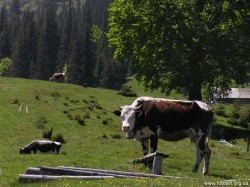 На Кубани обнаружена сибирская язва На Кубани обнаружена сибирская язва