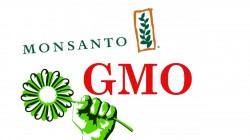 ГМО заполоняют Европу
