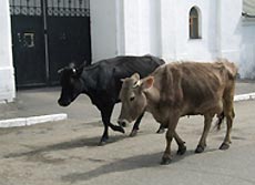 Коров начали загонять на штрафстоянки