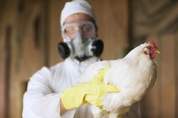 Россиян предупредили об угрозе птичьего гриппа Россиян предупредили об угрозе птичьего гриппа